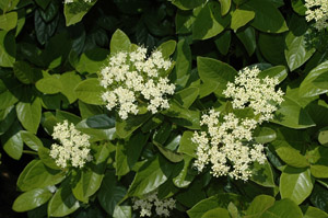 Swamp-haw flowers and foliage